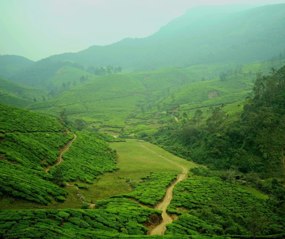 Munnar Tour Packages From Ahmedabad